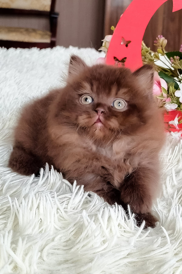 Smith british longhair kitten with a fluffy chocolate coat and striking green eyes resting on a white shaggy rug