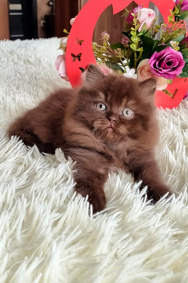 Smith british longhair kitten with a fluffy chocolate coat and green eyes resting on a white plush rug