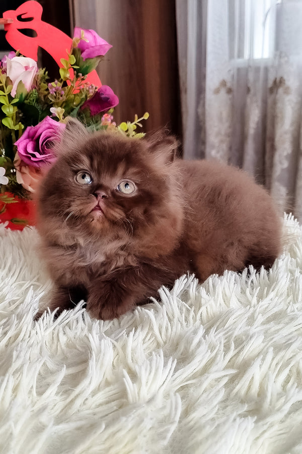 Smith british longhair kitten with fluffy chocolate coat and green eyes sitting on a white shaggy rug