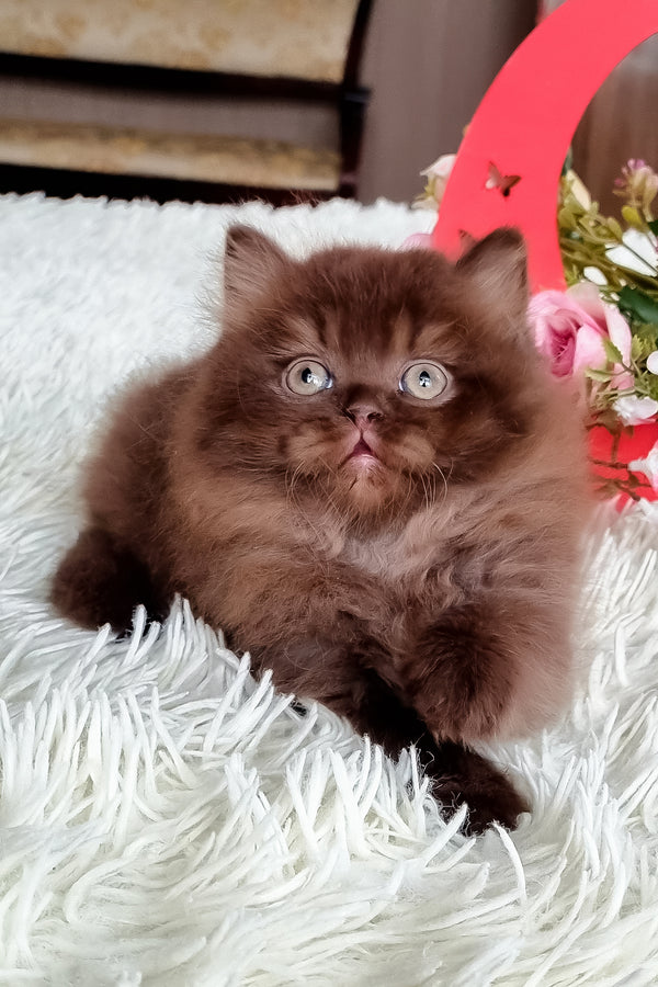 Smith british longhair kitten with a fluffy chocolate coat and bright green eyes resting on a white plush rug