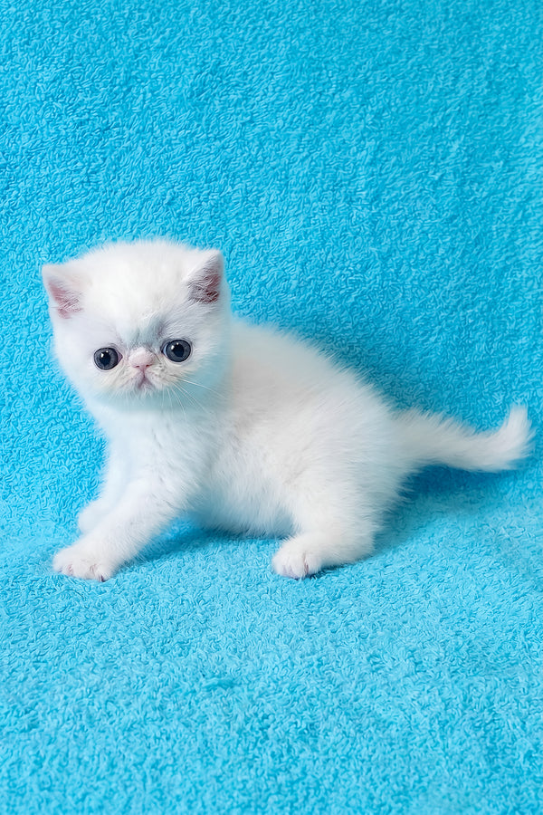 Scott | Exotic Shorthair Kitten