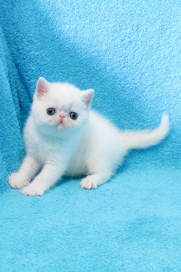 Scott | Exotic Shorthair Kitten