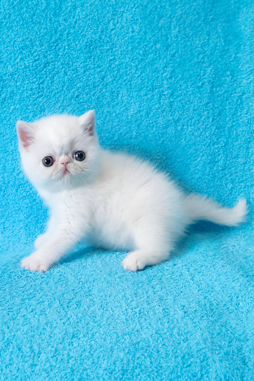 Scott | Exotic Shorthair Kitten