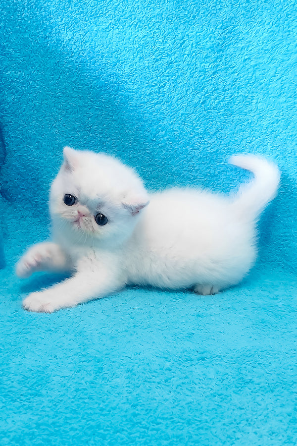Scott | Exotic Shorthair Kitten