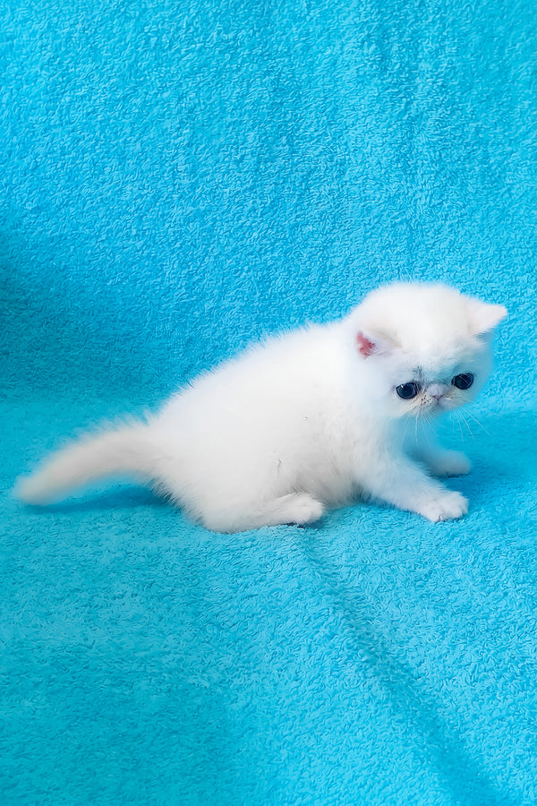 Scott | Exotic Shorthair Kitten