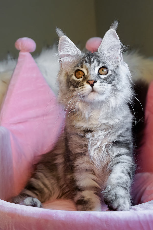 Snow | Maine Coon Kitten