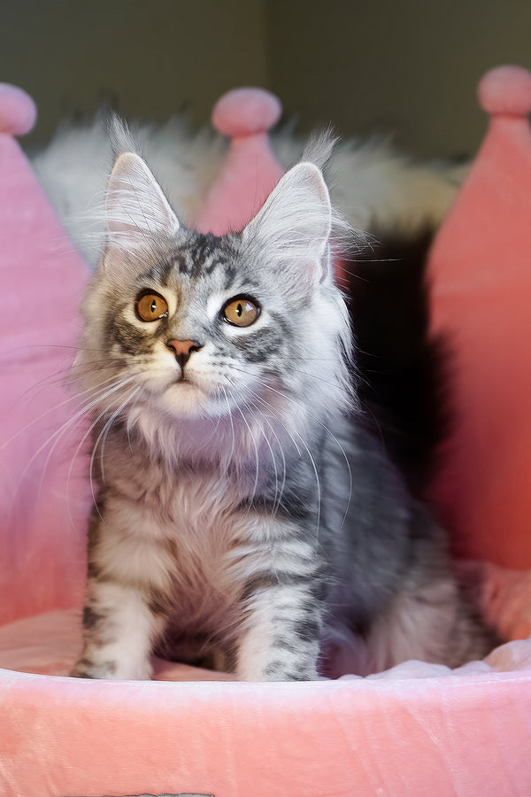 Snow | Maine Coon Kitten