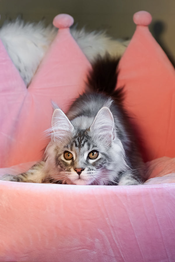 Snow | Maine Coon Kitten