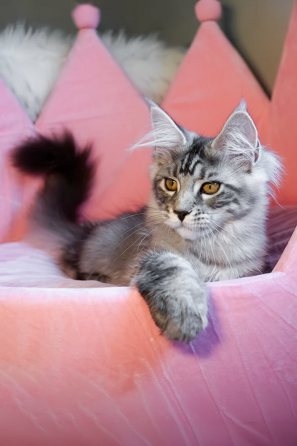 Snow | Maine Coon Kitten