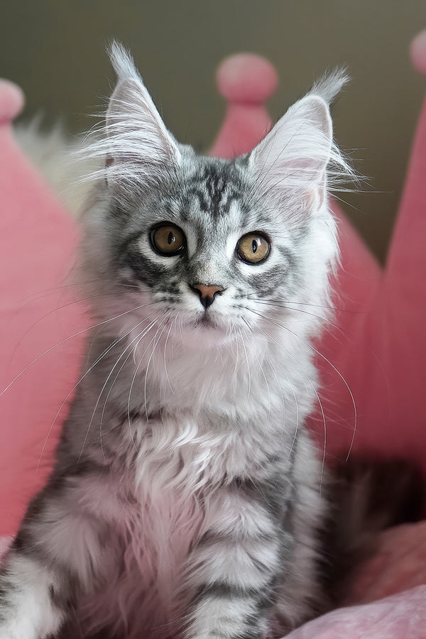 Snow | Maine Coon Kitten