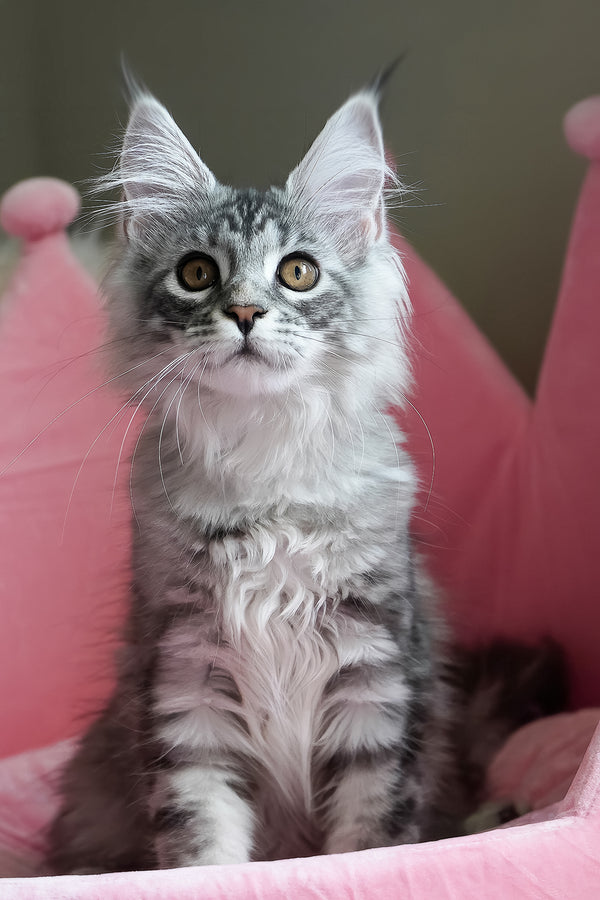Snow | Maine Coon Kitten
