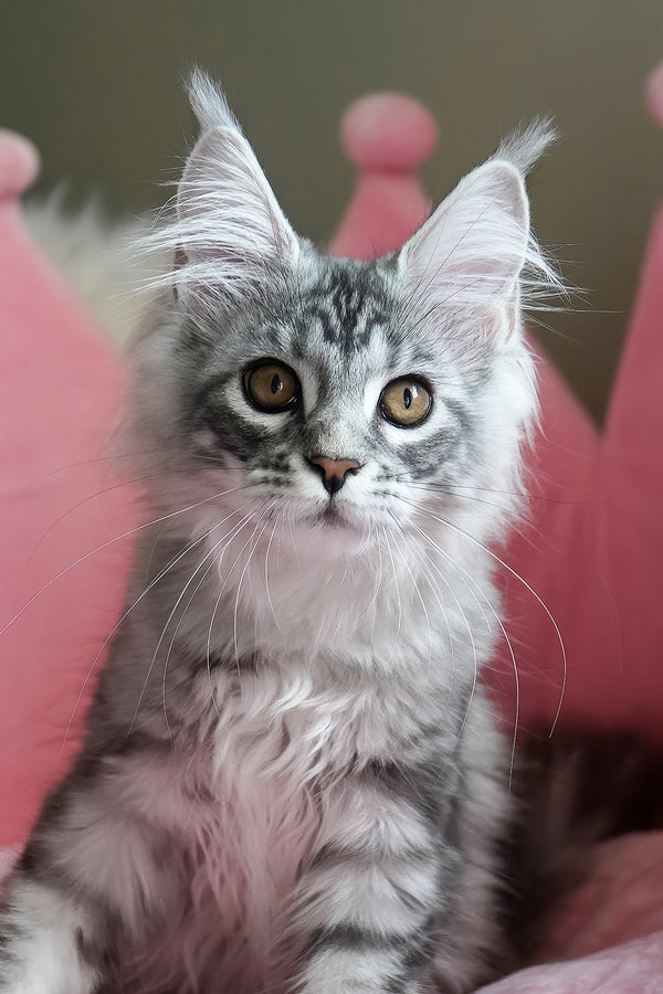 Snow | Maine Coon Kitten
