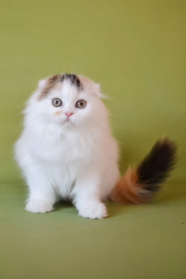 Sofa | Scottish Fold Longhair Kitten