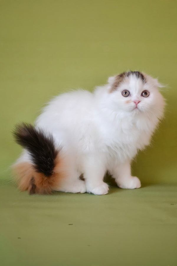 Sofa | Scottish Fold Longhair Kitten