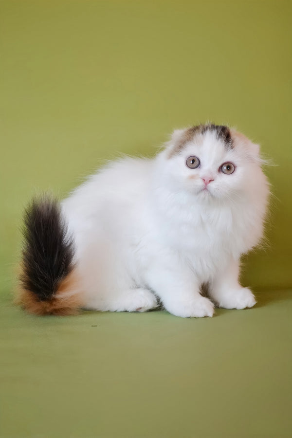 Sofa | Scottish Fold Longhair Kitten
