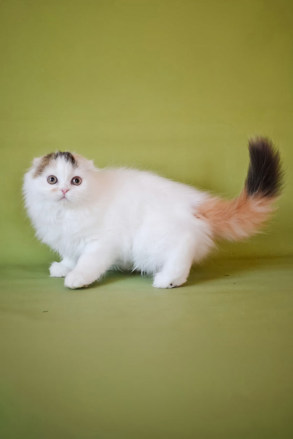 Sofa | Scottish Fold Longhair Kitten