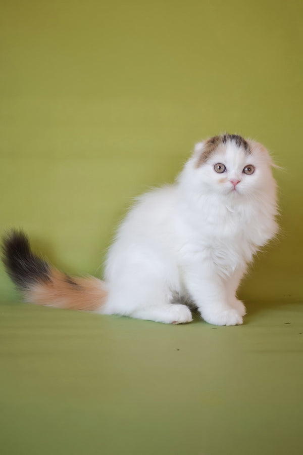 Sofa | Scottish Fold Longhair Kitten
