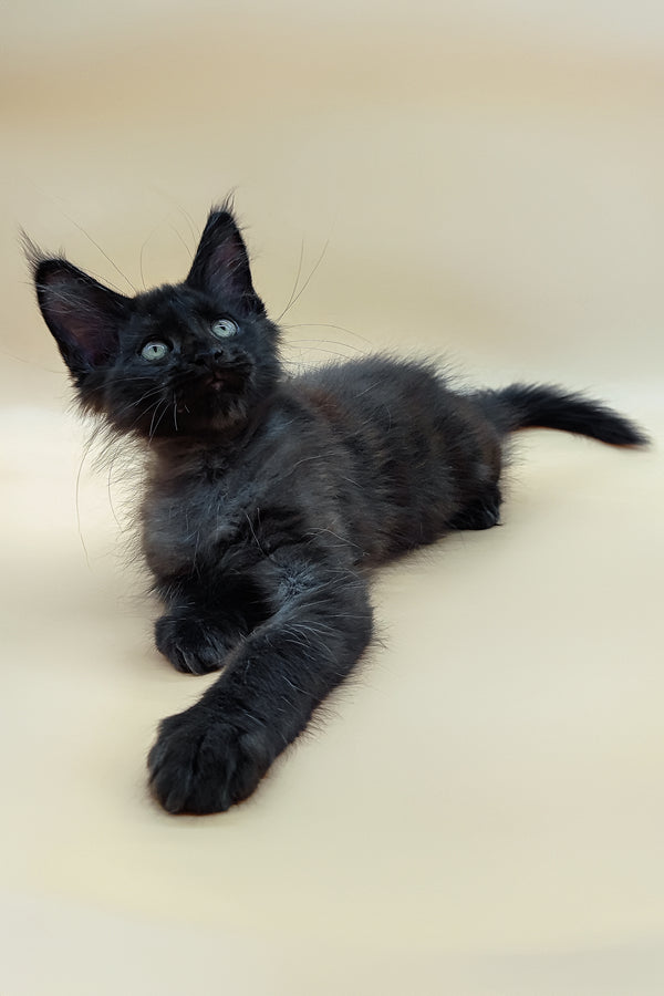 Solomon | Maine Coon Kitten