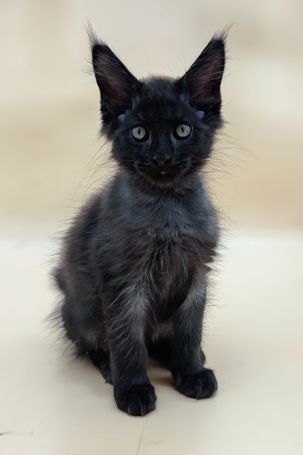 Solomon | Maine Coon Kitten