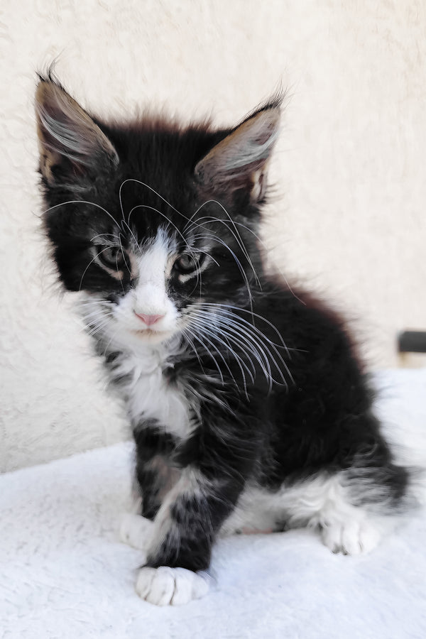 Solomon maine coon purebred kitties with fluffy black and white fur and striking green eyes sitting on soft surface