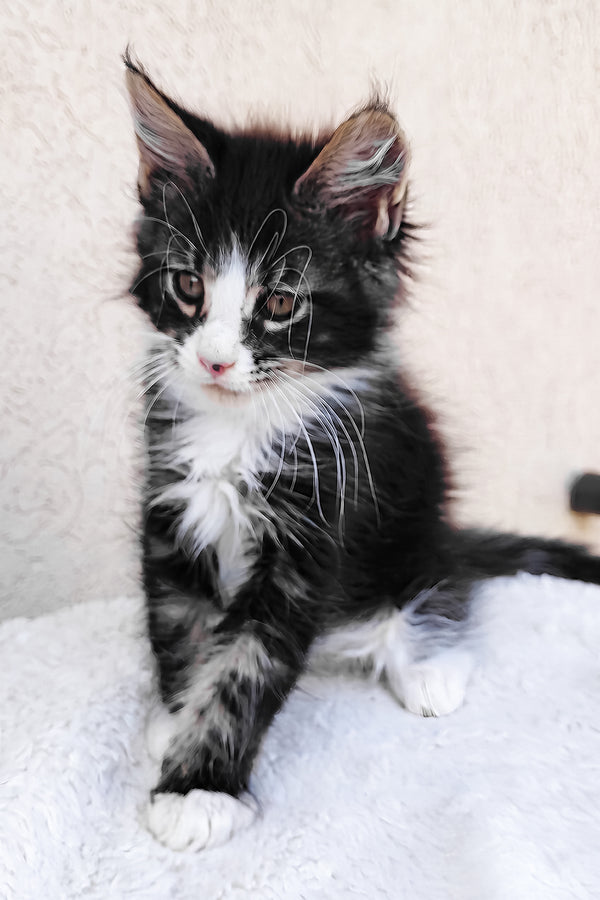 Solomon maine coon kitten is a fluffy black and white purebred kitty with striking brown eyes sitting on a soft surface