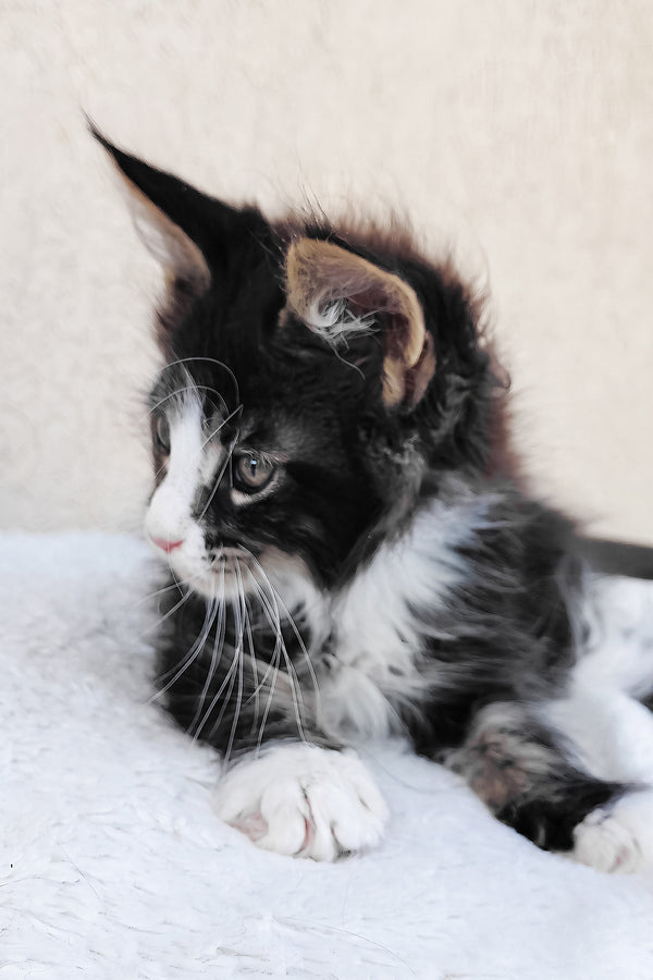 Solomon maine coon kitten with fluffy black and white fur and green eyes resting on a soft textured surface