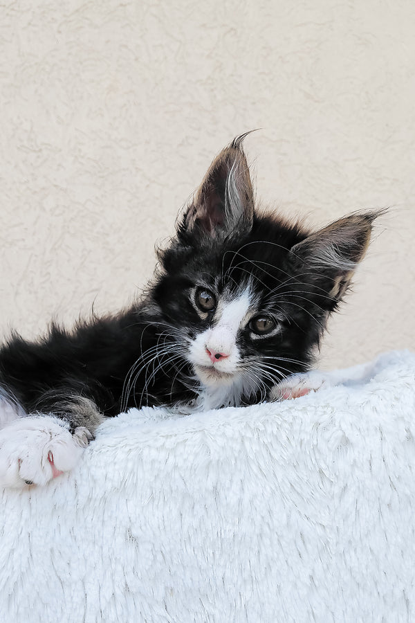 Solomon maine coon kitten fluffy black and white with green eyes resting on soft white blanket purebred kitties