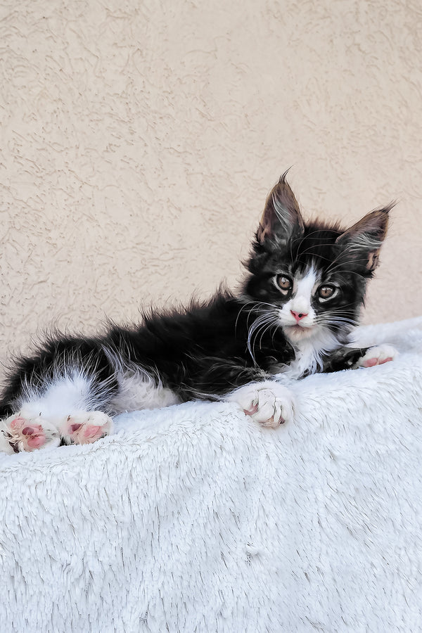 Solomon maine coon kitten with fluffy black and white fur and green eyes resting on a soft white blanket perfect for purebred kitties