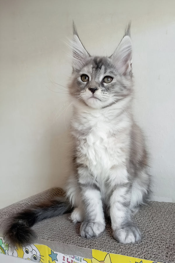 Soneta | Maine Coon Kitten
