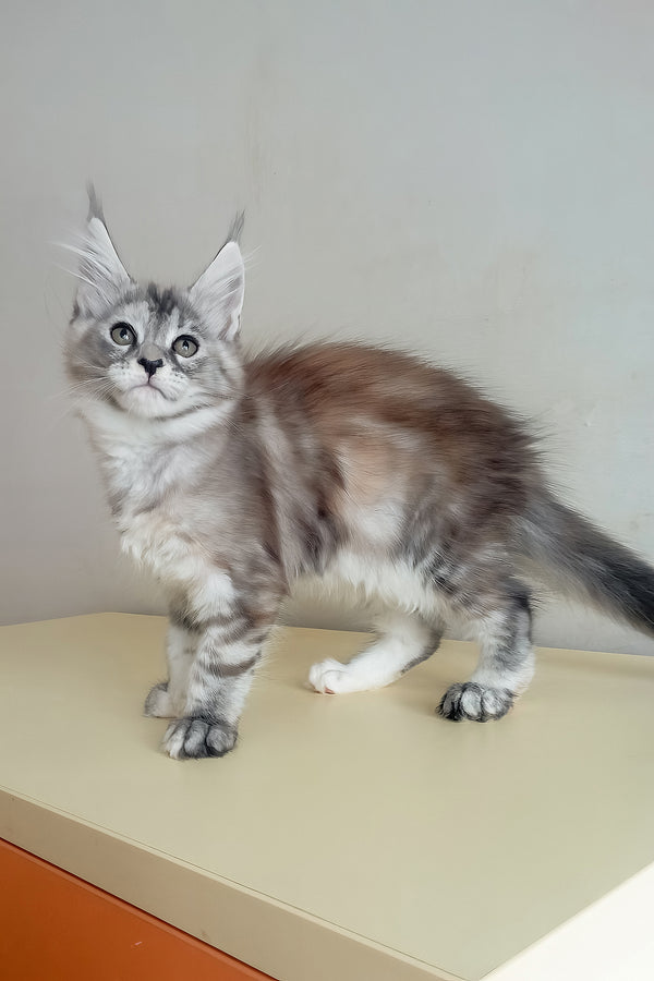 Soneta | Maine Coon Kitten