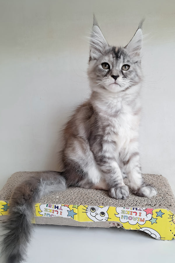 Soneta | Maine Coon Kitten