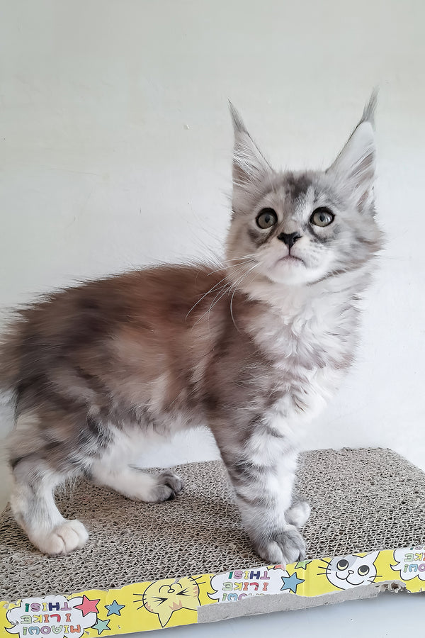 Soneta | Maine Coon Kitten