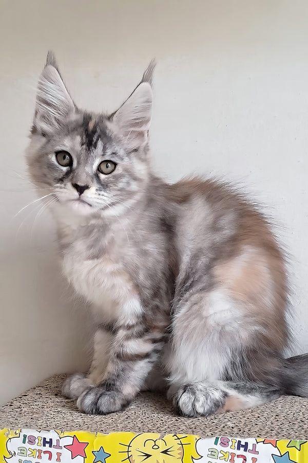 Soneta | Maine Coon Kitten