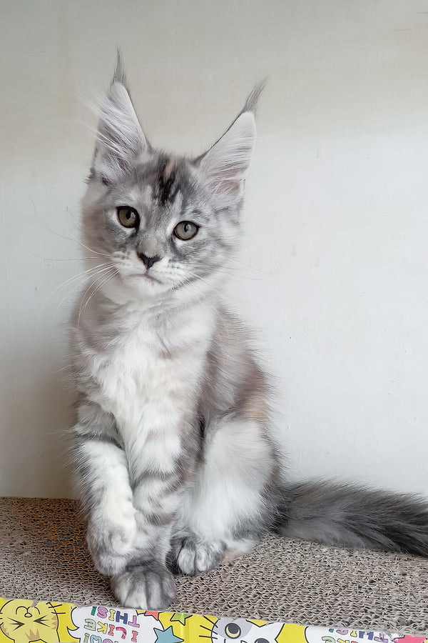 Soneta | Maine Coon Kitten