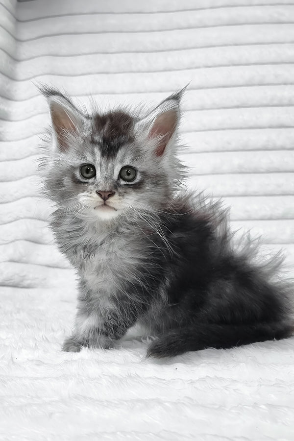 Sonya | Maine Coon Kitten