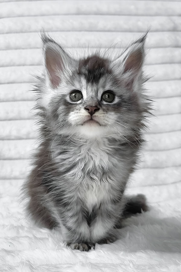 Sonya | Maine Coon Kitten