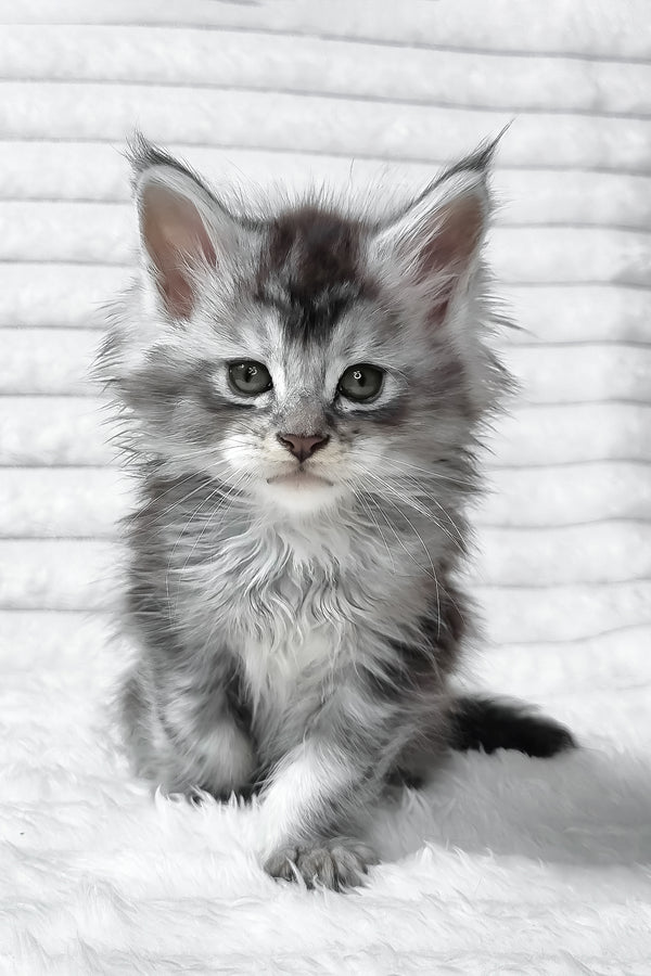 Sonya | Maine Coon Kitten