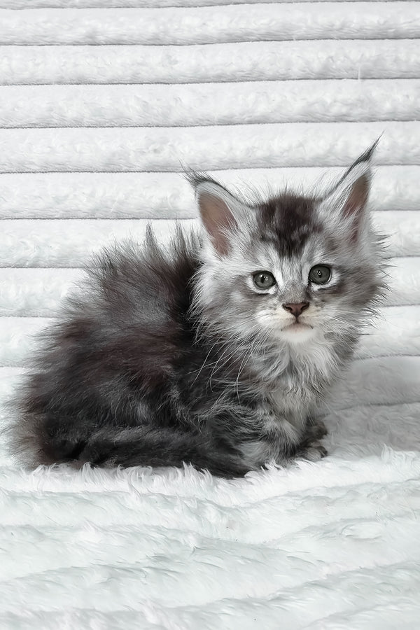 Sonya | Maine Coon Kitten