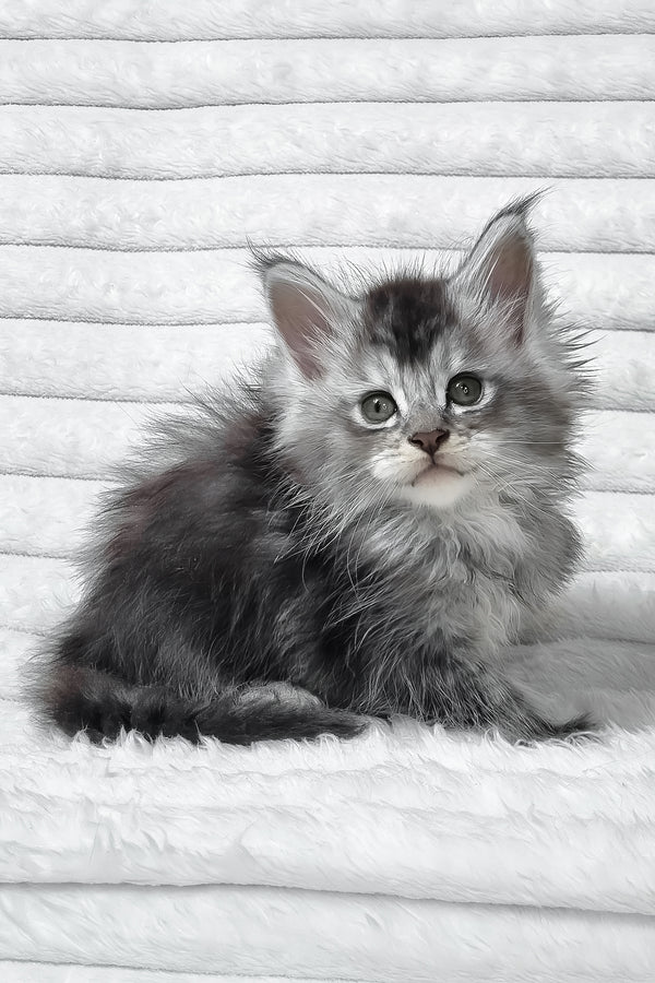 Sonya | Maine Coon Kitten