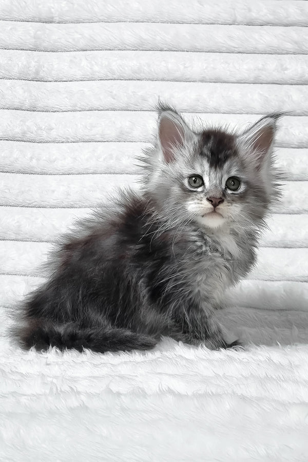 Sonya | Maine Coon Kitten