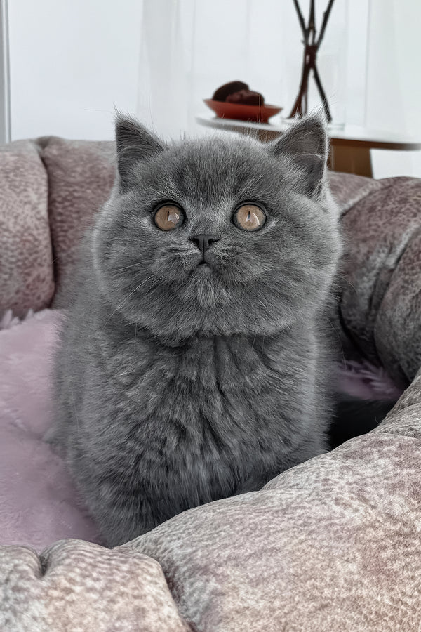 Sonya | Scottish Straight Kitten