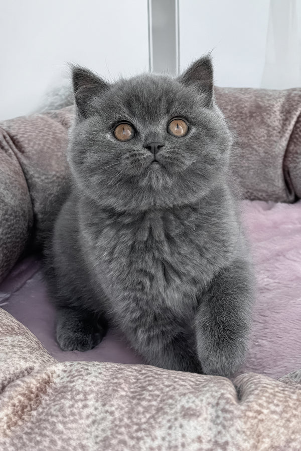 Sonya | Scottish Straight Kitten