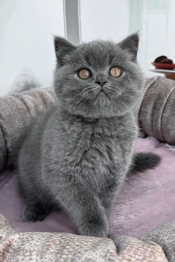 Sonya | Scottish Straight Kitten