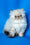 Sonya | Persian Kitten