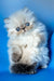 Sonya | Persian Kitten