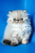 Sonya | Persian Kitten