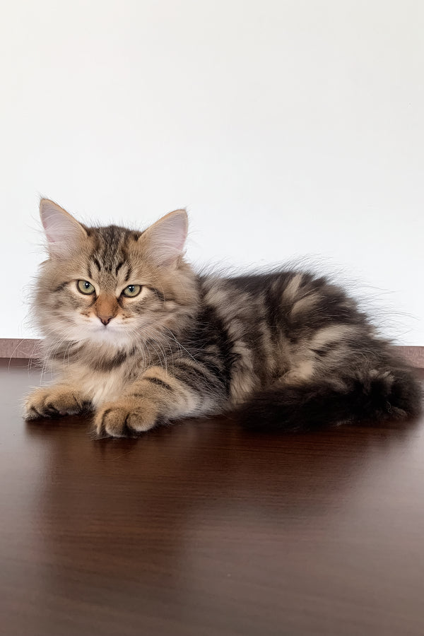 Sophia | Siberian Kitten
