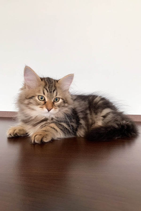 Sophia | Siberian Kitten