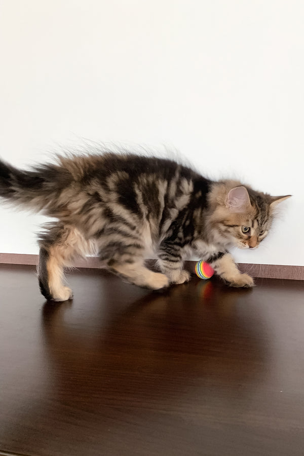 Sophia | Siberian Kitten