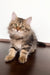 Sophia | Siberian Kitten